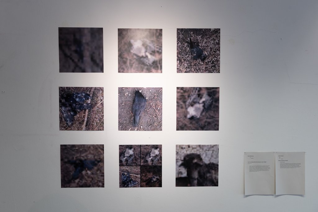 Das Foto zeigt den Ausstellungsraum Photo Dose mit dem Kunstwerk von Yeva Silhachova: The Chity of Dead Birds. Foto © Edith-Russ-Haus